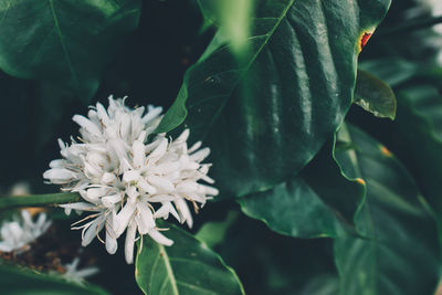 Close-up of white flowering plant