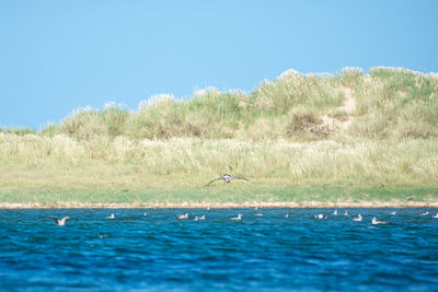 Bird flying over lake against clear sky