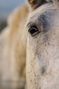 Close-up of a horse