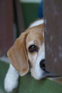 Close-up portrait of dog