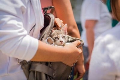 Midsection of woman holding cat