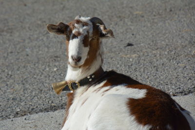 High angle portrait of goat on land