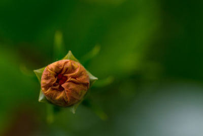 Close-up of flower on leaf