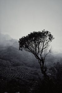 Tree on field against sky