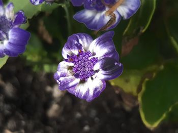 Close-up of purple flowering plant