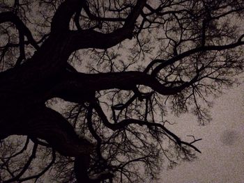 Bare trees against sky