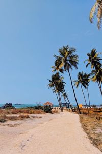 Palm trees on beach against clear blue sky