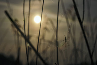 Close-up of stalks against blurred background