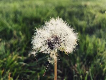 Close-up of dandelion