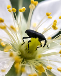 Close-up of black vine weevil on yellow flowering plant