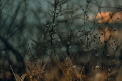 Close-up of dry plants on field