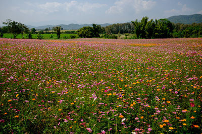 Scenic view of flowering plants on land against sky