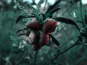 Close-up of flower against blurred background