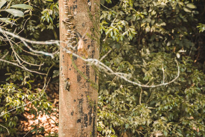 Close-up of tree trunk in forest