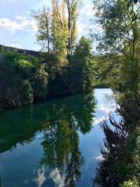 Reflection of trees in lake