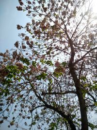 Low angle view of cherry blossoms against sky