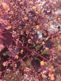 Close-up of cherry blossom on tree