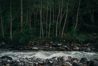 Scenic view of river flowing through rocks in forest