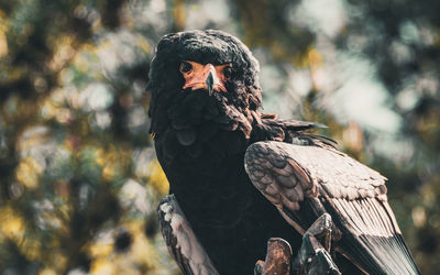 Close-up of owl perching on tree