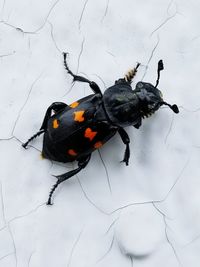 High angle view of black insect on leaf