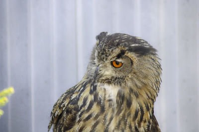 Close-up portrait of owl