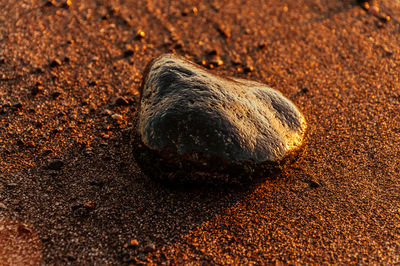 Close-up of turtle on sand