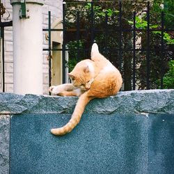 Close-up of ginger sleeping cat