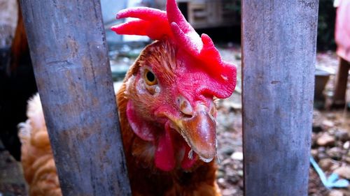 Close-up of cock