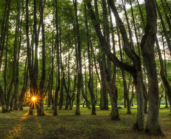 Trees in forest