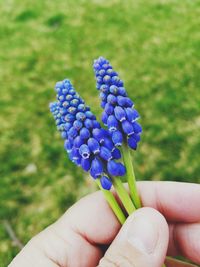 Close-up of hand holding blue flowers