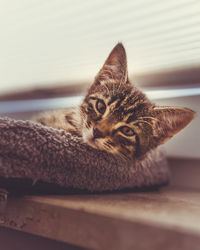 Portrait of a cat resting