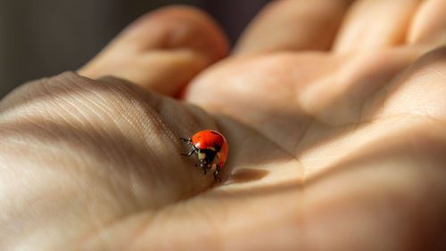 Close-up of ladybug