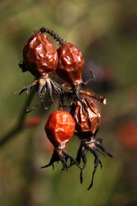 Close-up of dry rose hips