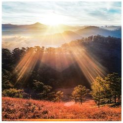 Sunlight streaming through trees on landscape against bright sun