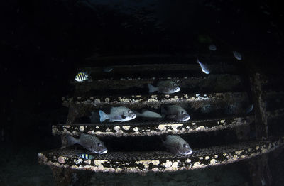 Fishes swimming in aquarium at night