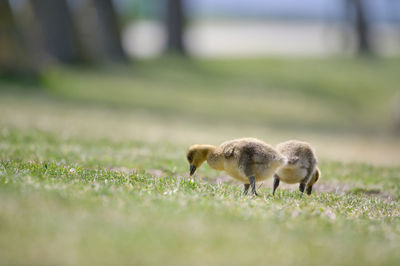 Close-up of bird on grassy field