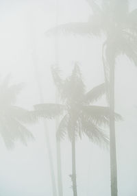 Low angle view of palm trees against sky