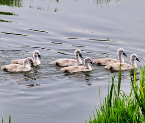 Swans in a lake