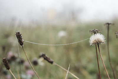 Close-up of wildflowers