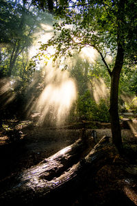 Trees in forest