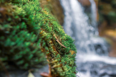 Close-up of moss on tree trunk