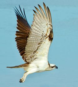 Close-up of seagull flying over sea