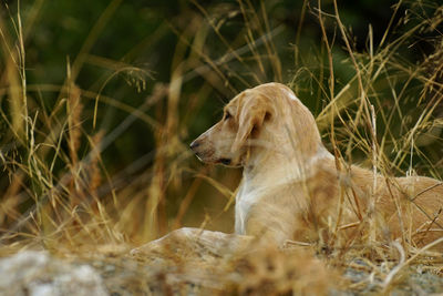 Close-up of dog sitting on grass