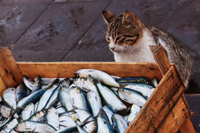 Cat looking at stack of fish