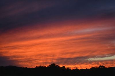 Silhouette of trees at sunset