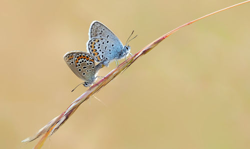 Close-up of butterfly