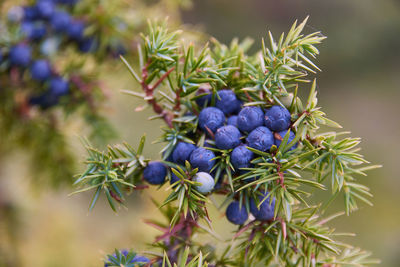 Close-up of berries growing on tree