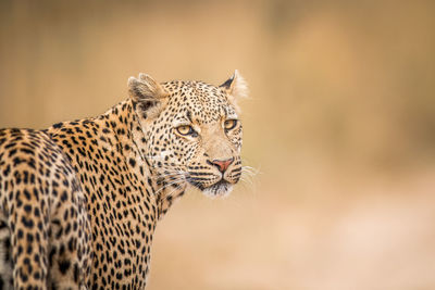 Portrait of leopard