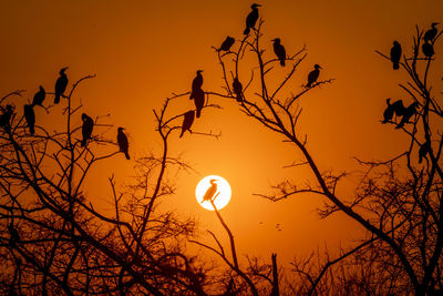 Low angle view of silhouette trees against sky during sunset