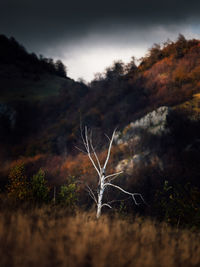 Close-up of dead tree on land. dramatic nature landscape